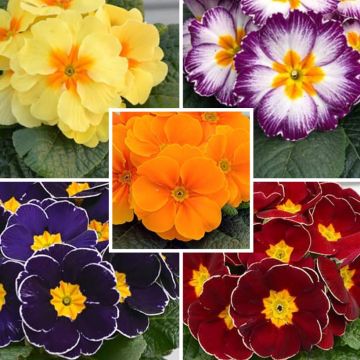 Hybrid Primrose collection at a low price