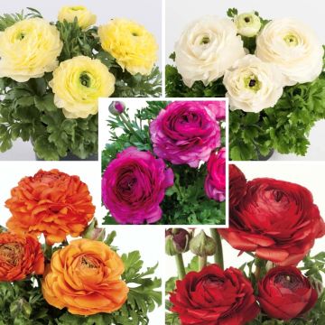 Persian Buttercup Collection