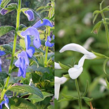 Collection of exotic white and blue salvias