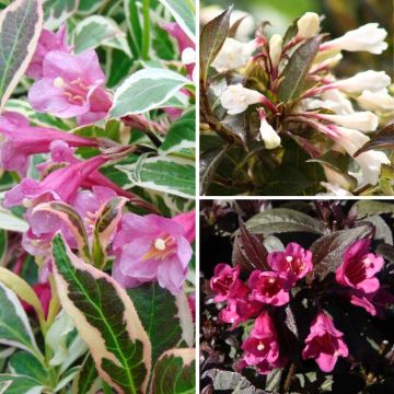 Weigela Collection for containers