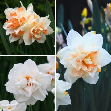 Chambord Narcissus Collection