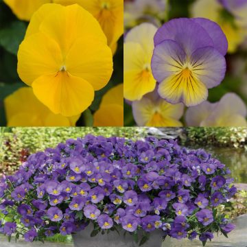 Collection of 15 trailing Cool Wave Pansy