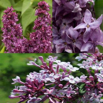 Collection of 3 Fragrant Lilacs