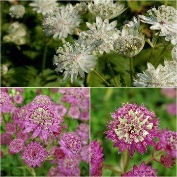 Collection of Three Star Astrantia