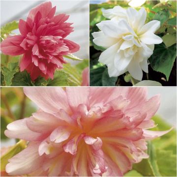 Collection of 3 trailing Belleconia begonias.