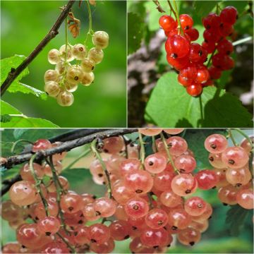 Collection of red, white, pink currant bushes