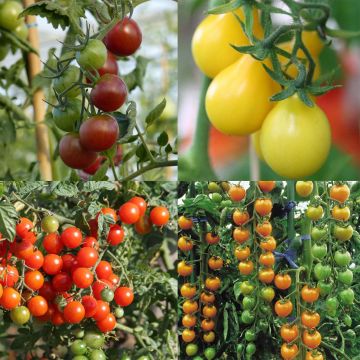 Collection of 4 Aperitif Tomatoes - Cherry and Cocktail Tomatoes