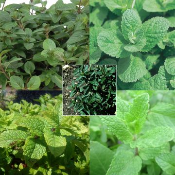 Collection of 5 mint plants
