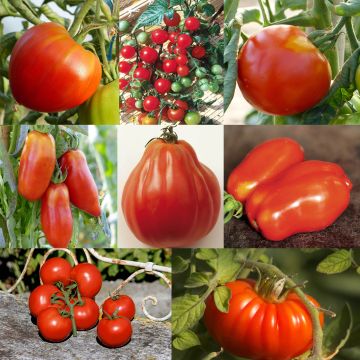 A Collection of 8 Tomato Varieties in Different Shapes and Sizes