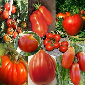 A Collection of 8 Tomato Varieties in Different Shapes and Sizes