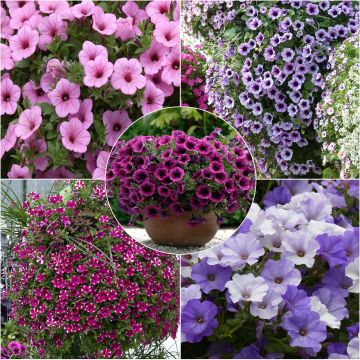 Our top 5 trailing petunias collection.