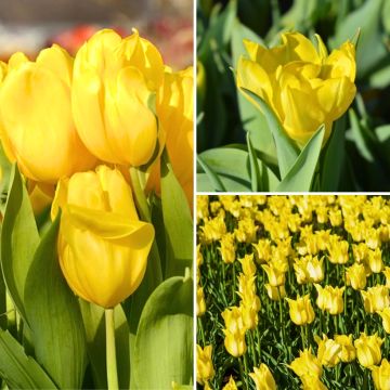 2 Months of Yellow Tulips Collection