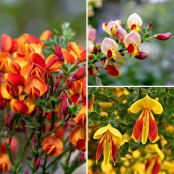 Brooms Collection - Cytisus scoparius