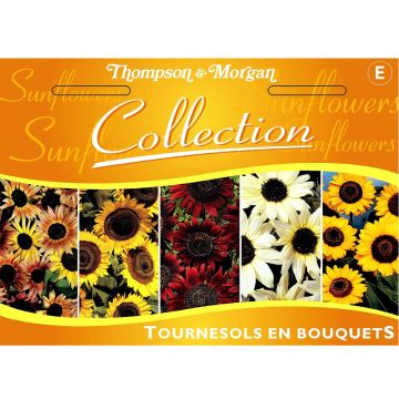 Sunflower seed Mix - Helianthus annuus