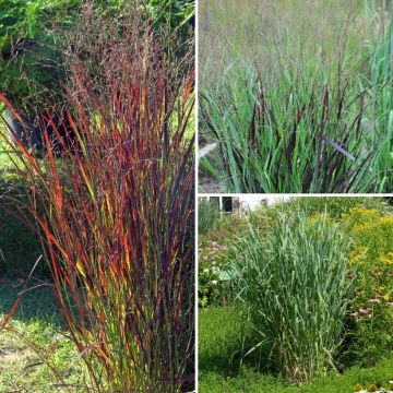 Panicum Collection - Switchgrass