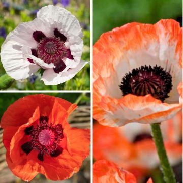 Red and White Oriental Poppy Collection