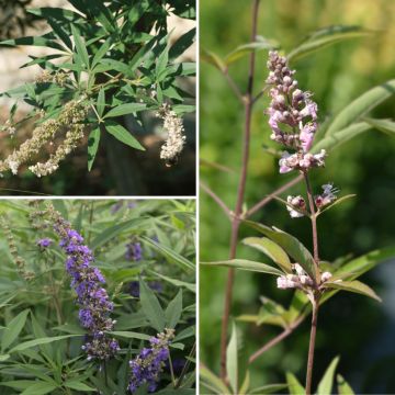 Vitex agnus-castus collection for Mediterranean shrub bed