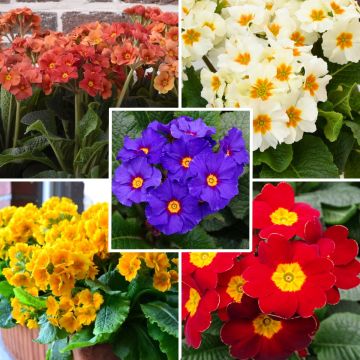 Primroses Collection - Primula elatior