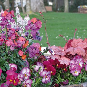 Container collection of 4 pink biennials and perennials