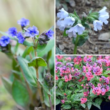 Collection of three Pulmonaria - Blue Ensign, Opal and Shrimps on the Barbie