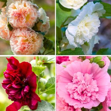 Alcea rosea Chater's Double - Double Hollyhock collection