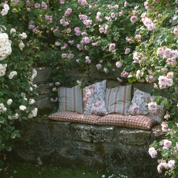 Collection of Romantic Climbing Roses 