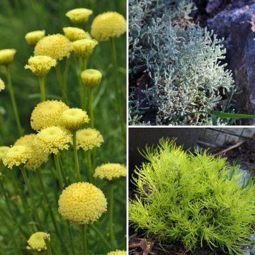 Collection of Santolines for Mediterranean rock gardens