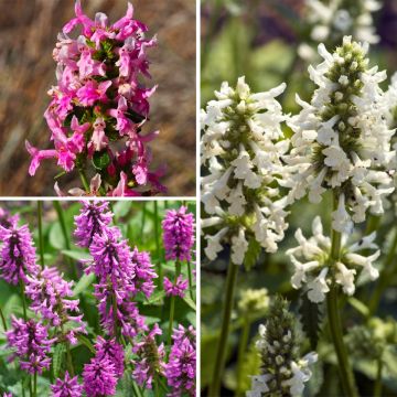 Collection of three Stachys officinalis - Stachys officinalis, Album and Pink Cotton Candy.