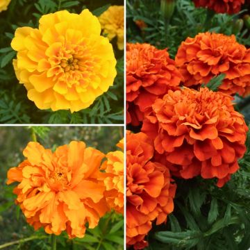 Collection of Marigolds at a low price