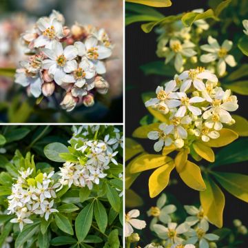 Collection of Mexican Orange Blossoms