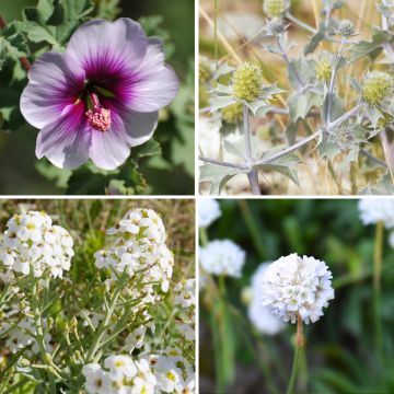 Collection of perennials for coastal borders