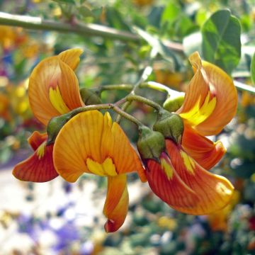 Colutea arborescens