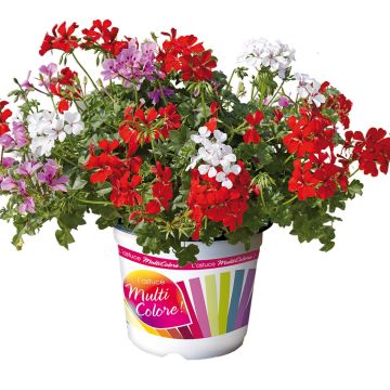 Composition Villetta Red Lilac White - 3 Ivy Geraniums in a pot