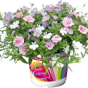 Romance 20 Composition - Group of 3 annual plants