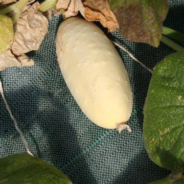 Cucumber Blanc Long Parisien - Ferme de Sainte Marthe Seeds