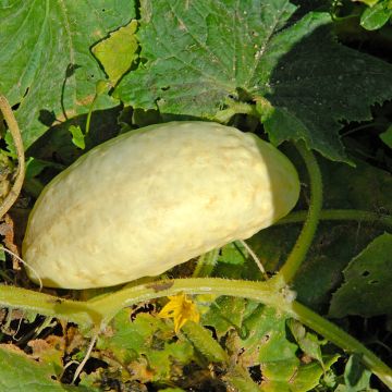 Cucumber Blanc Long Parisien - Ferme de Sainte Marthe Seeds