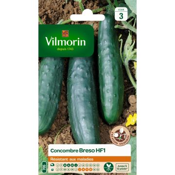 Cucumber Breso F1 - Vilmorin Seeds
