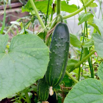 Cucumber Le Généreux - Ferme de Sainte Marthe seeds