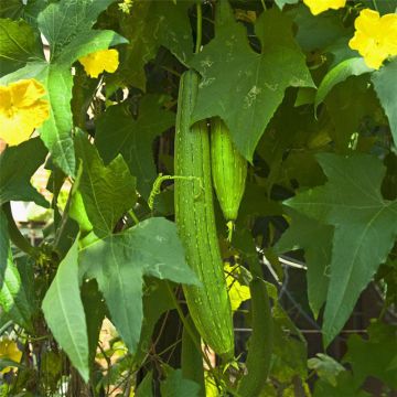 Organic Cucumber Vert Long de Chine - Ferme de Sainte Marthe seeds - Cucumis sativus