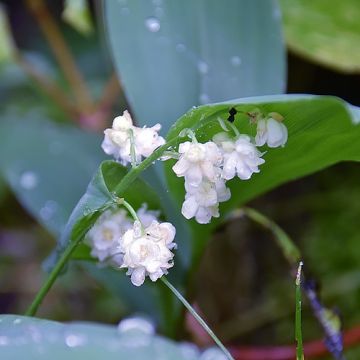 Convallaria majalis Flora Pleno - Lily of the Valley