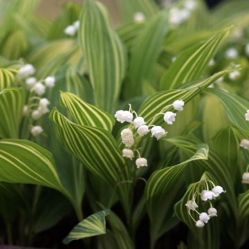 Convallaria majalis Albostriata - Lily of the Valley