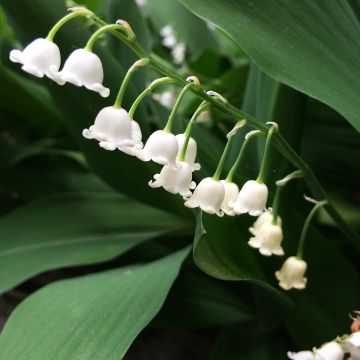Convallaria majalis Bordeaux - Lily of the Valley