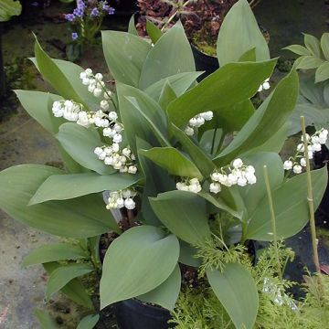 Convallaria majalis Géant de Fortin - Lily of the Valley