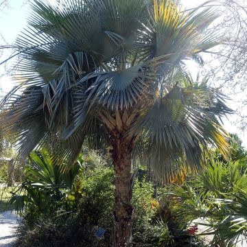 Copernicia hospita - Caranda Palm