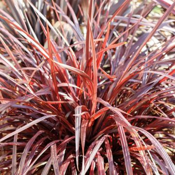 Cordyline australis Pink passion