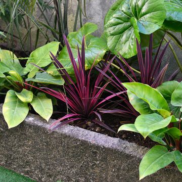 Cordyline australis Pink passion - Cabbage Tree