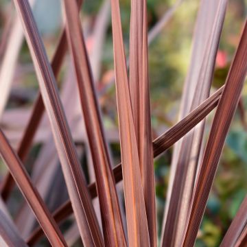 Cordyline australis Red Star