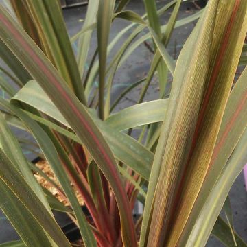 Cordyline australis Sundance - Cabbage Tree