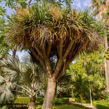 Cordyline australis - Cabbage Tree