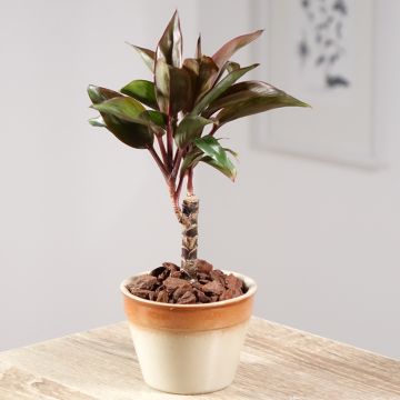Cordyline fructicosa Purple Compacta - Cordyline arbustive, Épinard hawaïen, Ti, Auti, Langue de femme, Roseau des Indes, Foulard - Ti Plant or Compact Hawaiian Ti